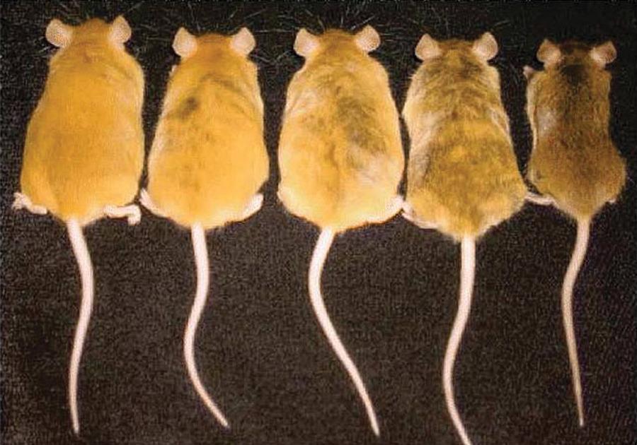 APLICACIÓN: Influencia de los factores ambientales La siguiente imagen muestra ratones genéticamente idénticos que únicamente se diferencian en la nutrición recibida de sus madres.
