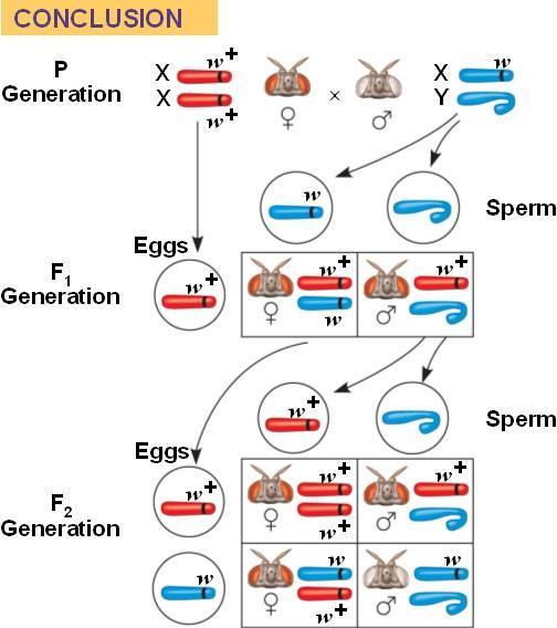 APLICACIÓN: Descubrimiento de proporciones no mendelianas Morgan comenzó a plantearse la posibilidad de que la asociación entre el color del ojo y el sexo en Drosophila tuviera una base física en los