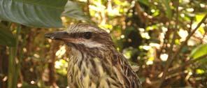 Resultados Luego de cuatro meses de monitoreo se registraron 160 especies de aves para el Jardín Botánico Alejandro von Humboldt de la Universidad del Tolima, distribuidas en 126 géneros y 41