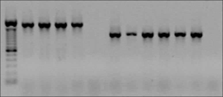 Capítulo 3 35 MP 1 2 3 4 C- C+ 5 6 7 8 9 CR De los 112 aislamientos que fueron resistentes a ceftazidima, 80,6% presentaron el gen bla ADC de los cuales el 89,3% (100/112) mostraron corriente arriba