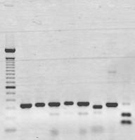 38 Determinantes genéticos asociados con la resistencia a cefalosporinas, aminoglicósidos y quinolonas en aislamientos hospitalarios de Acinetobacter baumannii MP 1 2 3 4 5 6 7 8 343pb 291pb 327pb