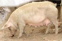 Manejo de la cerda preñada Introducción Los cerdos son animales comunes en cualquier finca, y cuando son bien manejados, se pueden convertir en una buena fuente de ingresos.