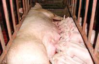 La crianza de cerdos se inicia con la buena selección de las futuras madres y padres.