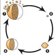 Microbiología Coccidioides: Hongo dimórfico Fase saprofítica: forma filamentosa (micelio) Fase parasítica: forma
