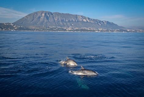 No podemos dejar de mencionar la parte marina del Parque Natural, con las comunidades vegetales que crecen en las rocas y fondos submarinos del Cap de Sant Antoni, y la gran riqueza de la fauna que
