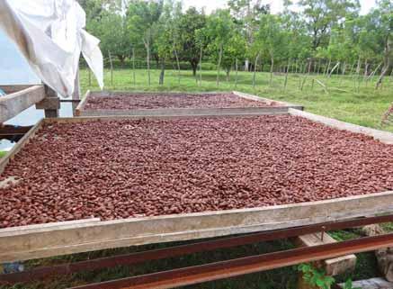 fermentación y secado del cacao, que responda al incremento en la producción provocada principalmente por los servicios del Proyecto.