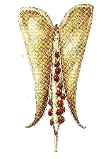 Capsella bursa-pastoris, bolsa de pastor (Dicot.