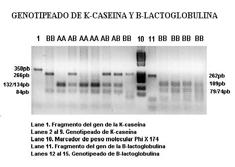 POSTIGLIONI ET AL. Lane 1. Fragmento del gen de la k-caseína Lanes 2 al 9. Genotipeado de κ-caseína Lane 10. Marcador de peso molecularφ X 174 Lane 11.