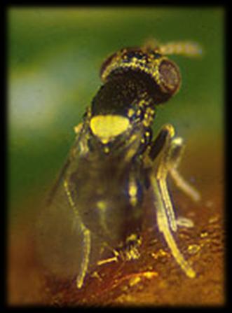 Características Pequeño parasitoide de color negro con una banda amarilla transversal en la base del abdomen. Parásito de estados ninfales de P. calceolariae y P.
