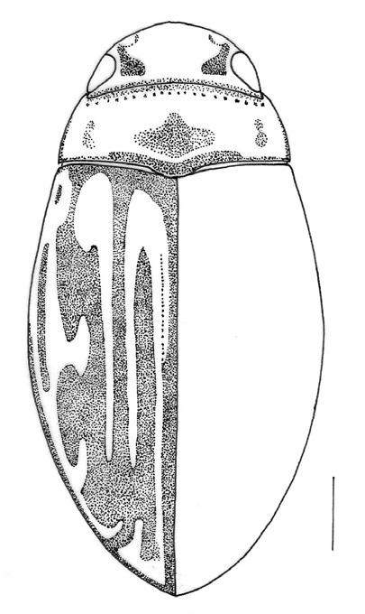 Primeros datos sobre la fauna de Coleópteros acuáticos de los humedales 163 * Bidessus goudoti (Castelnau, 1834) MATERIAL ESTUDIADO: Bocigas (Va), 1 ex. Transibérica.