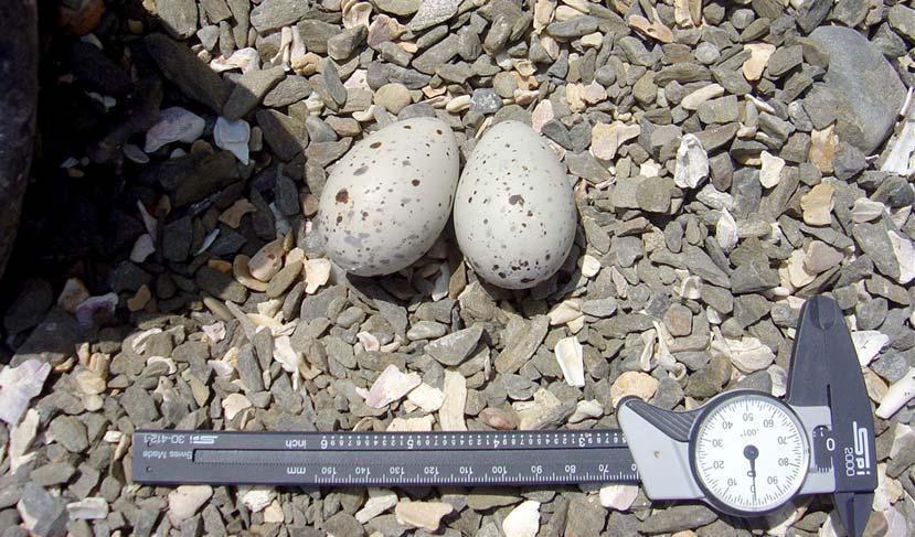 40 CONTRIBUCIONES BREVES Figura 5. Huevos de H. ater en la zona norte de la isla Foca (Fotografía Judith Figueroa).