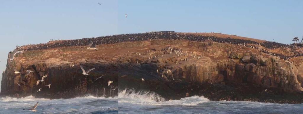 Colonia numerosa de pingüino de Humboldt.