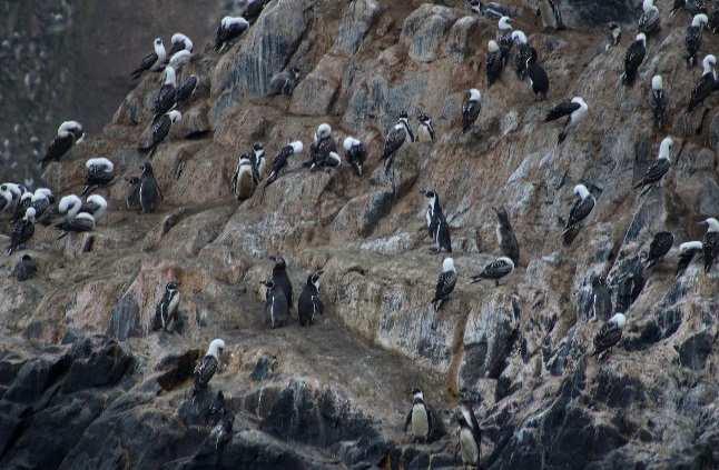 pudo ser comprobado. Pingüinos de Humboldt en el lado derecho de Boca del Diablo, 4/04/2016. Judith Figueroa/RNSIIPG.