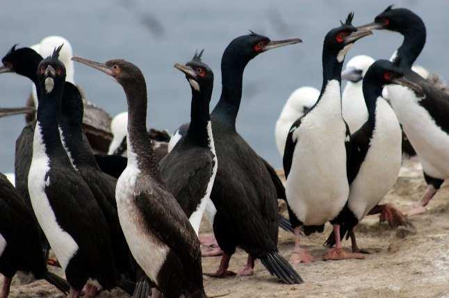 Línea Base Biológica de Punta Salinas e islas Huampanú y Mazorca: aves, mamíferos y reptiles En julio de 2016, cuando las parejas se encontraron incubando, el número de