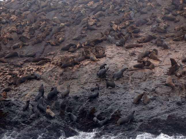 Lobos marinos chuscos en las Loberas de Mazorca, 21/05/2016. Judith Figueroa/RNSIIPG.