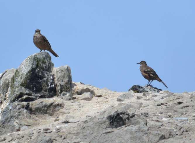 Los guardaislas reportaron la reproducción de la especie en Punta Salinas.