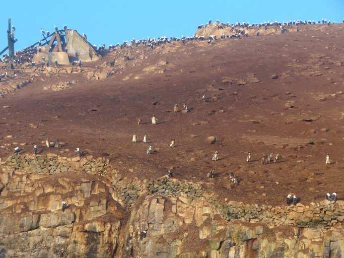 Línea Base Biológica de Punta Salinas e islas Huampanú y Mazorca: aves, mamíferos y reptiles en el área del potoyunco peruano, mediante sus vocalizaciones, existe la posibilidad de que corresponda a