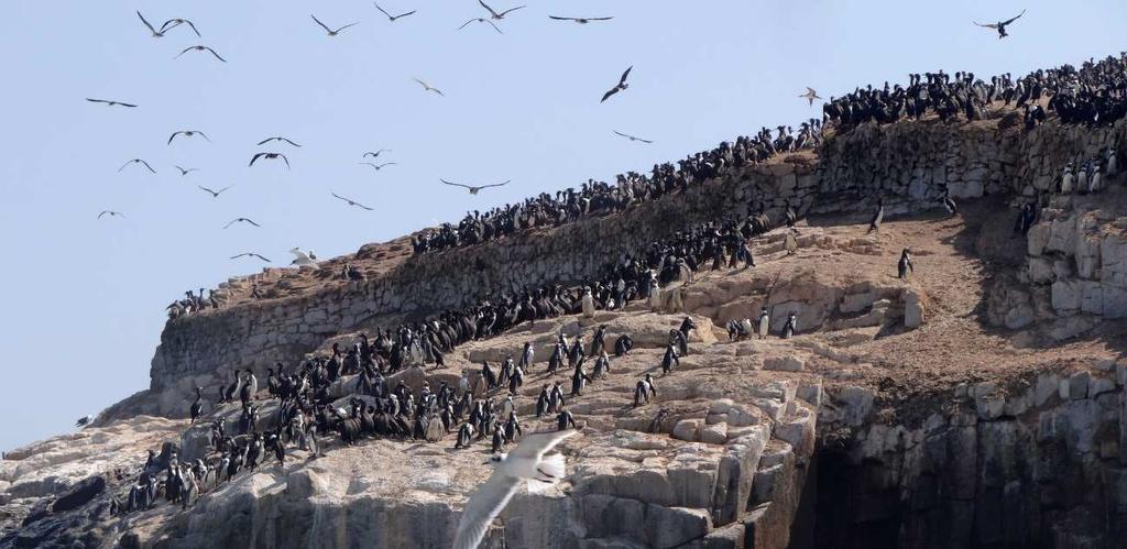 Pingüinos de Humboldt y guanayes en la isla Chuquitanta, 4/04/2016.