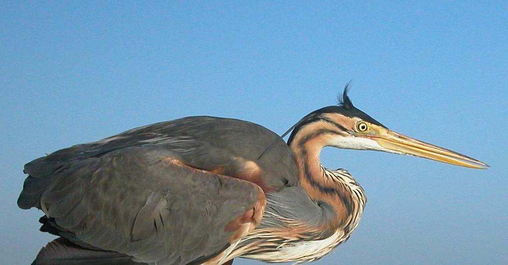 adultos): macho con ala mayor de 465 mm.