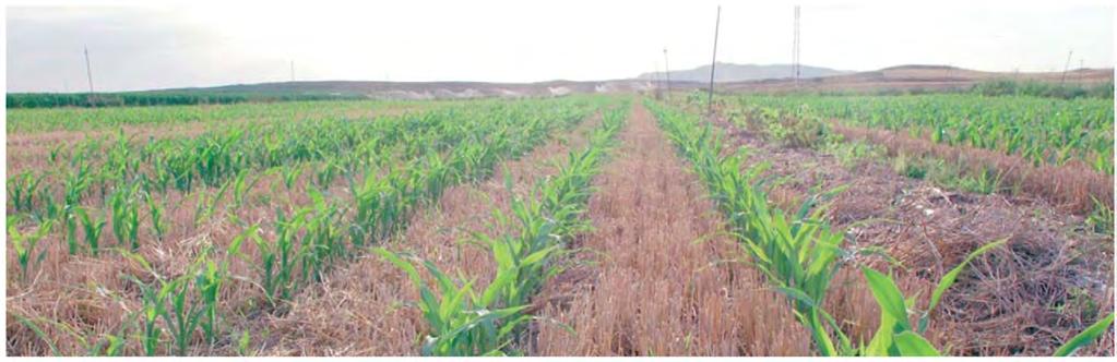 Experiencias en doble-cosecha (Aragón) Fertilización con purín en doble cultivo anual -