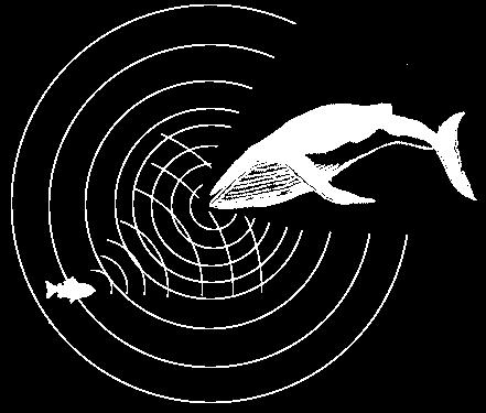 se reflejan en el obstáculo 1º La ballena emite sonidos 3º La