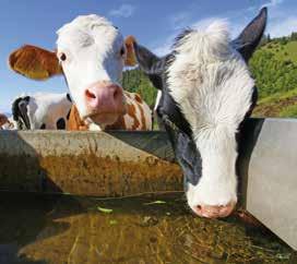 Desnitrificación Desmineralización Menos es más saludable Las altas concentraciones de nitratos en el agua provocadas por el uso de abonos químicos especialmente en la agricultura y ganadería