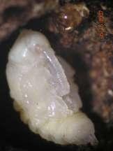 Cómo son las larvas? Figura 9: Larva de picudo en el interior de un pimpollo. Foto: Lic. Biod. Daniela Vitti. Cómo son las pupas? Figura 10: Pupa de picudo en el interior de un pimpollo: Foto: Lic.