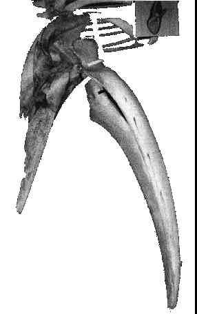 - Vistas laterales de cráneo dañado de Ballena Barbada Balaenoptera edeni