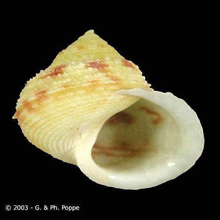 Gastropoda > Neritimorpha