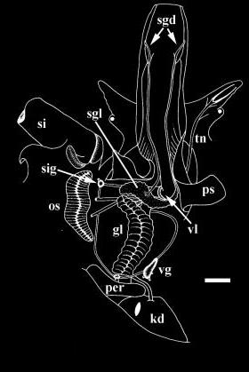 Gastropoda > Caenogastropoda (Subclase) Caenogastropoda Concha sin nácar, cavidad palial modificada con una sola branquia (izquierda) o trasformada en pulmón y con la apertura del