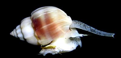 Gastropoda > Caenogastropoda > Sorbeoconcha