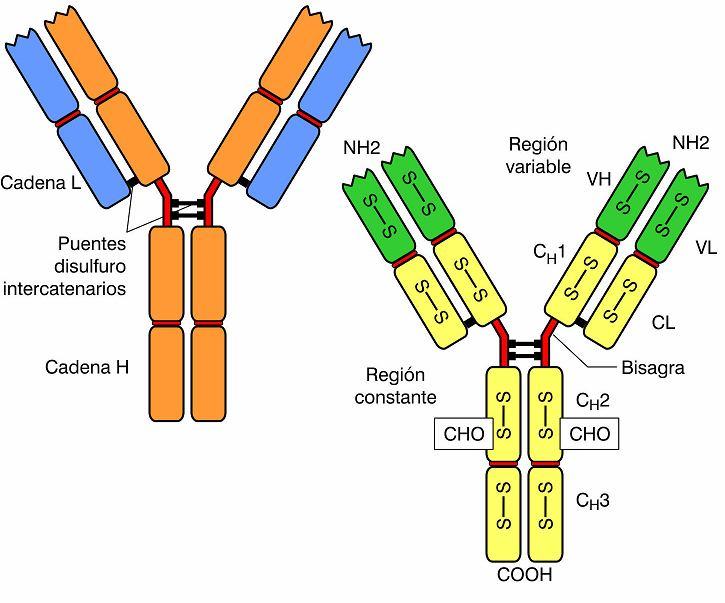 Las porciones hipervariables CDR1, CDR2 y CDR3 de la región variable de las cadenas