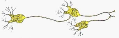 TIPOS DE SINAPSIS Morfológico: Axodendrítica: sinapsis que ocurre entre axones y dendritas Axosomática: sinapsis que une axones con el cuerpo celular neuronal Axoaxónica : sinapsis que se establece