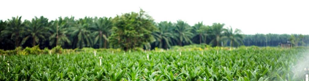 Fuente: www.indexmundi.com; Departamento de Agricultura de Estados Unidos MAYORES PRODUCTORES DE ACEITE DE PALMA EN EL MUNDO Año estimado 2016 Toneladas Indonesia 35.000.