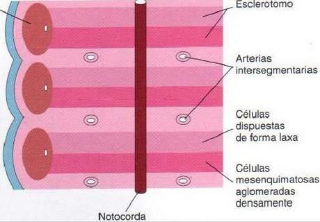 Durante el desarrollo ulterior la porción caudal de cada segmento de esclerotoma experimenta