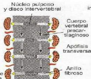 Se forma el disco intervertebral ya que las células mesenquimatosas