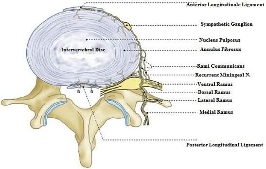 Inervación Terminaciones nerviosas en el aspecto posterior del anillo fibroso terminaciones nerviosas continuo de