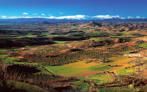 El PAISAJE VEgETAl DE CASTIllA-lA mancha manual de geobotánica La submeseta meridional, con una altitud media de 600 a 700 m, está dividida en dos por los Montes de Toledo, que separan a la fosa del