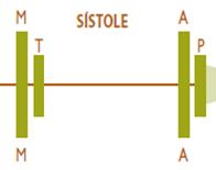 Los sistólicos y diastólicos pueden ocupar la totalidad del ciclo cardiaco (HOLO) o situarse al principio (PROTO), en el medio (MESO) o al final del período (TELE).