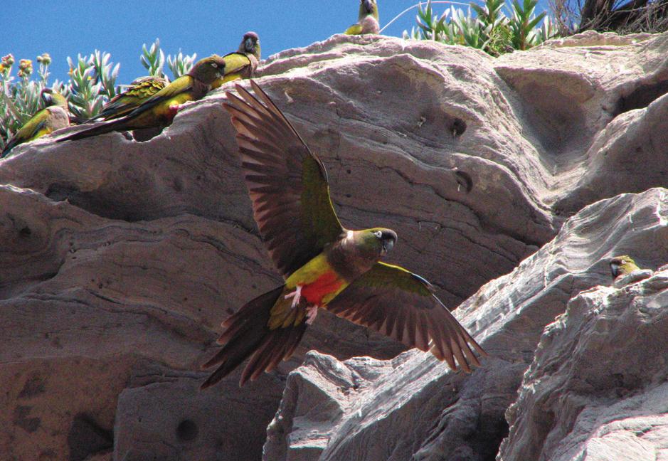 La cantidad y variedad de aves fácilmente observables en el AICA Villa Marítima El Cóndor hacen de ella un sitio ornitológico con alto potencial ecoturístico.