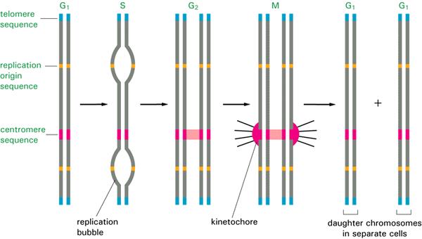 SÍNTESIS DE ADN Y CROMOSOMA Los telómeros son secuencias repetidas de los extremos del cromosoma Su