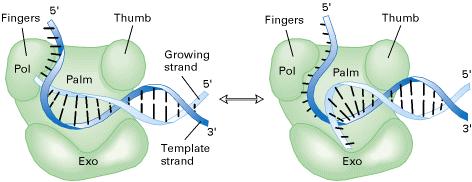Homologous recombination DNA REPAIR Early in tumorigenesis