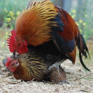 Los gallos pueden eyacular repe8damente Las hembras expuestas a cópulas con un macho son menos propensas a