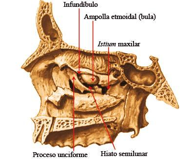 Meato medio: Desemboca seno maxilar: El orificio de desembocadura se estrecha por la presencia de otros huesos: Por posterior la lámina vertical del hueso palatino, por inferior cornete inferior, por