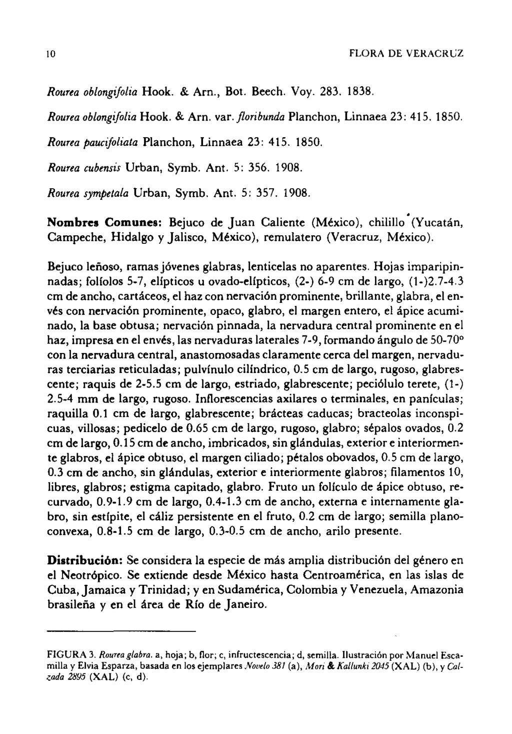 10 FLORA DE VERACR0Z Rourea ob/ongi/olia Hook. & Arn., Bot. Beech. Voy. 283. 1838. Rourea ob/ongi/o/ia Hook. & Arn. var.floribunda Planchon, Linnaea 23: 415. 1850.
