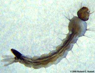 2.-Larva.- Fase eminentemente acuática y por lo general habitan en aguas limpias o relativamente limpias.