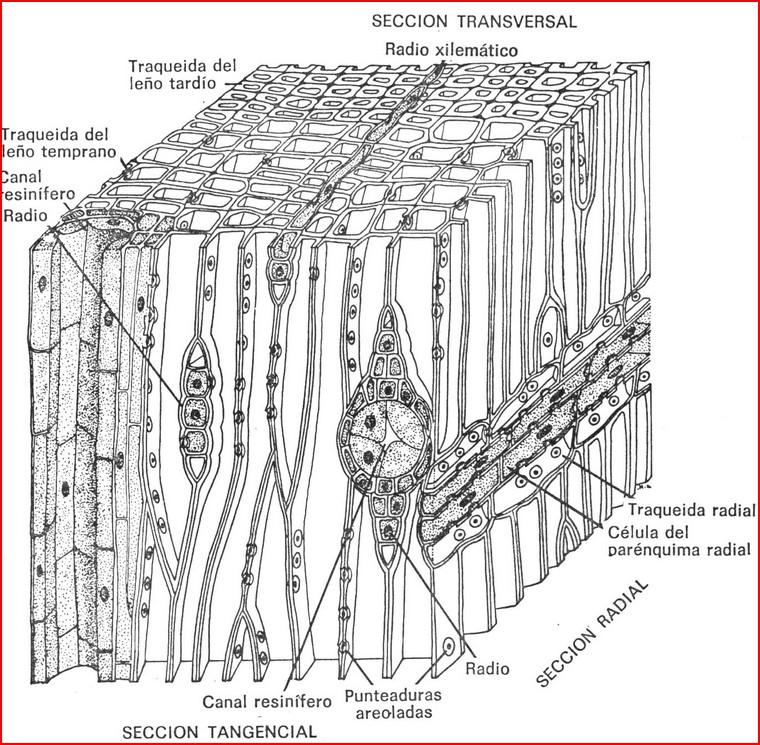 2.2.Estructura microscópica de la madera A través del microscopio se observa que la madera está constituida por dos tipos de células: La mayoría son células generalmente alargadas dispuestas