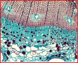 Xilema Canal resinífero Radio leñoso Floema Zona del cambium de un pino Disposición de las células en un corte transversal de una conífera En las frondosas, la estructura celular es más complicada al