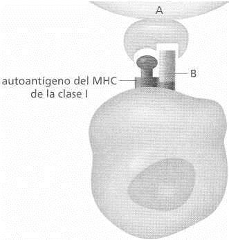 5.19. Tiene algún significado biológico el hecho de que existan dos tipos de autoantígenos del MHC y el tipo de células en que se encuentra cada uno de ellos? 5.20.