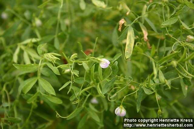 Poroto común Pisum sativum L.